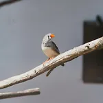 Malevil Курортный комплекс Яблонне-в-Подьештеди